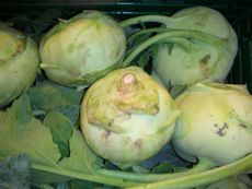 Kohlrabis.JPG